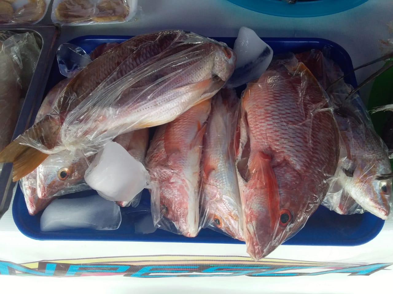 Coopertaiva 2 de septiembre feria del mar (6)