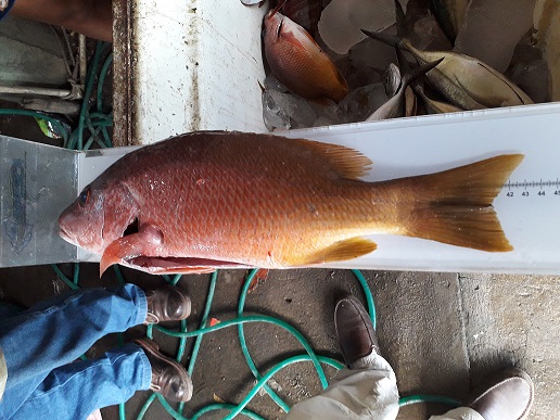 MUESTREO DEL PACIFICO (9)