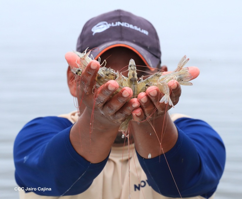 camarones jairo28