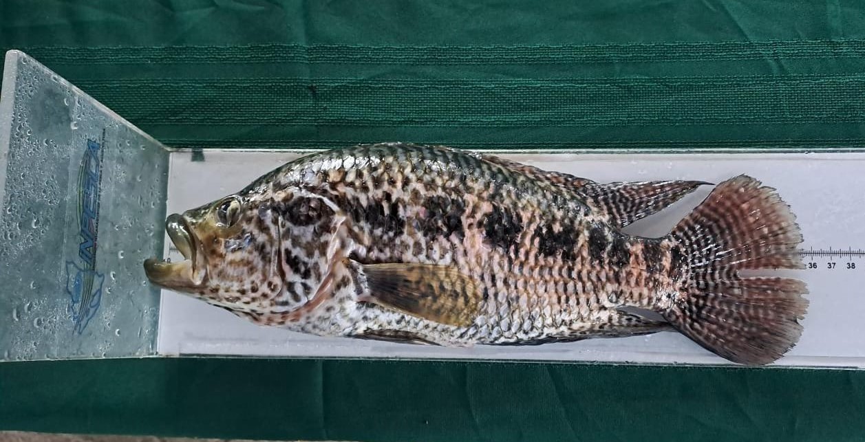 23 TORNEO DE PESCA ACOYAPA (3)