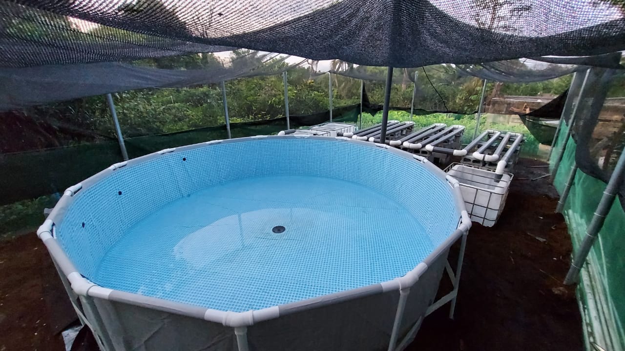 ACUAPONIA (5)