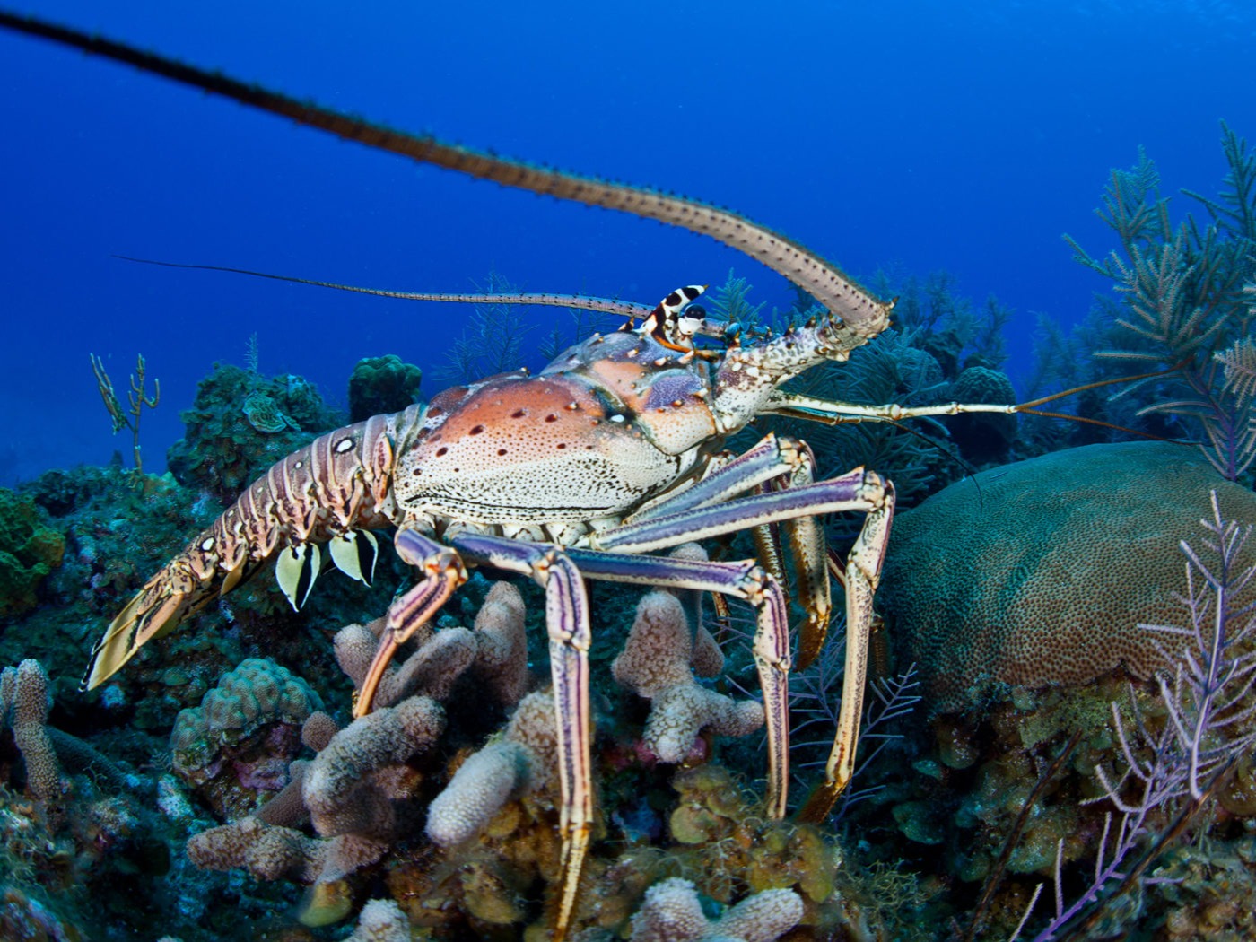 LANGOSTA DEL CARIBE 2026 (6)